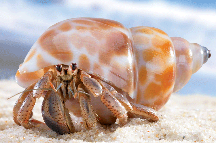 hermit-crab.gif